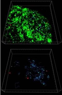 Bitplane Imaris 3D/4D image visualization and analysis software used to gain new insights in vivo 